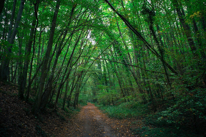 Composition granulés de bois